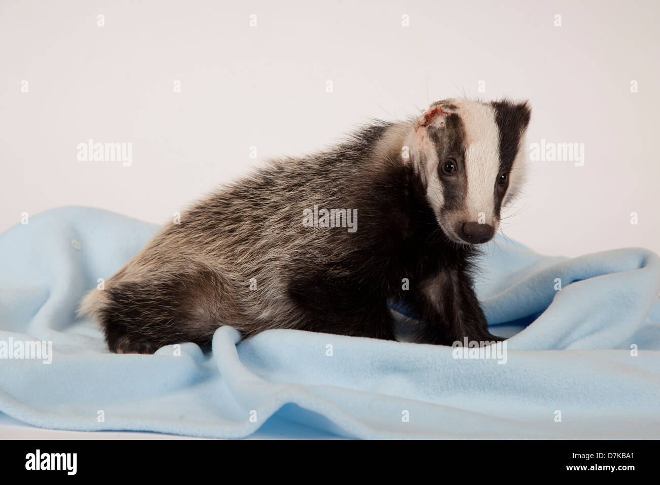 Juvenile European Badger with head injury Stock Photo