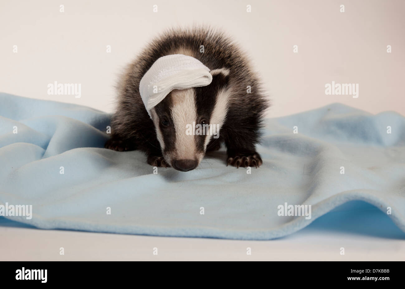 Juvenile European Badger with bandage on head Stock Photo