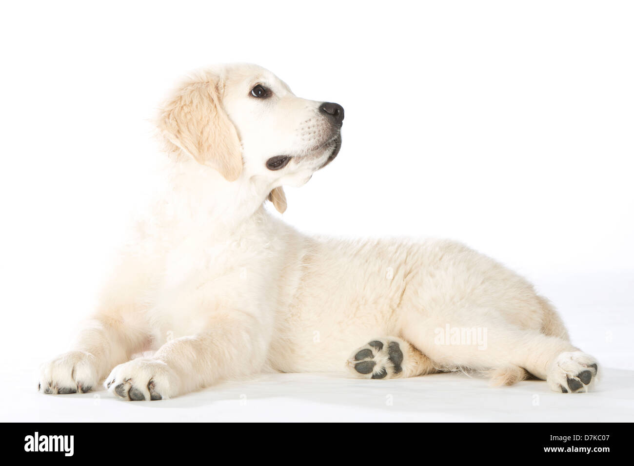 Golden Retriever puppy sitting on white background Stock Photo - Alamy
