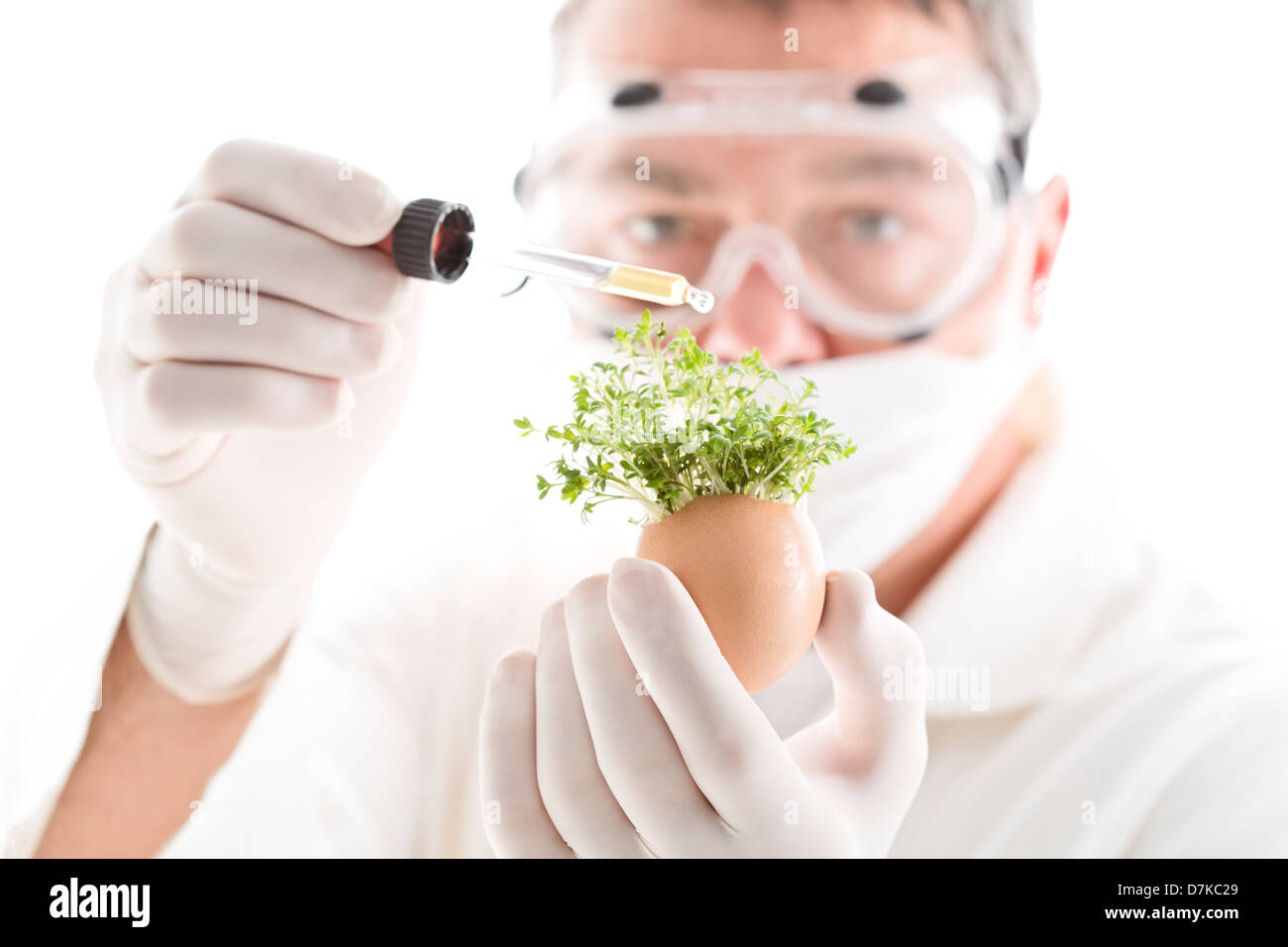 Scientist adding chemical from pipette on cress in egg shell, close up Stock Photo