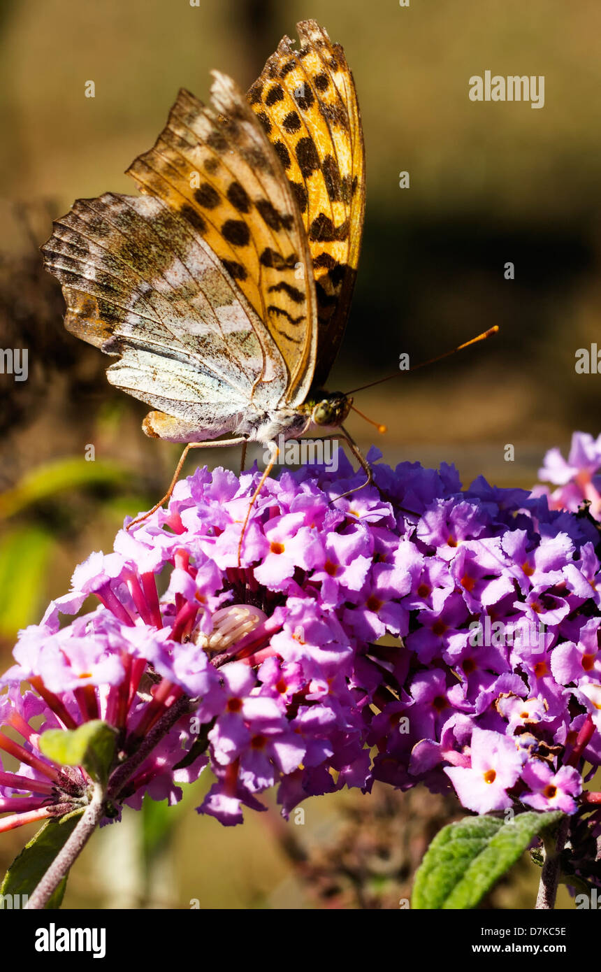 Brown butterfly on the pink flower. Stock Photo