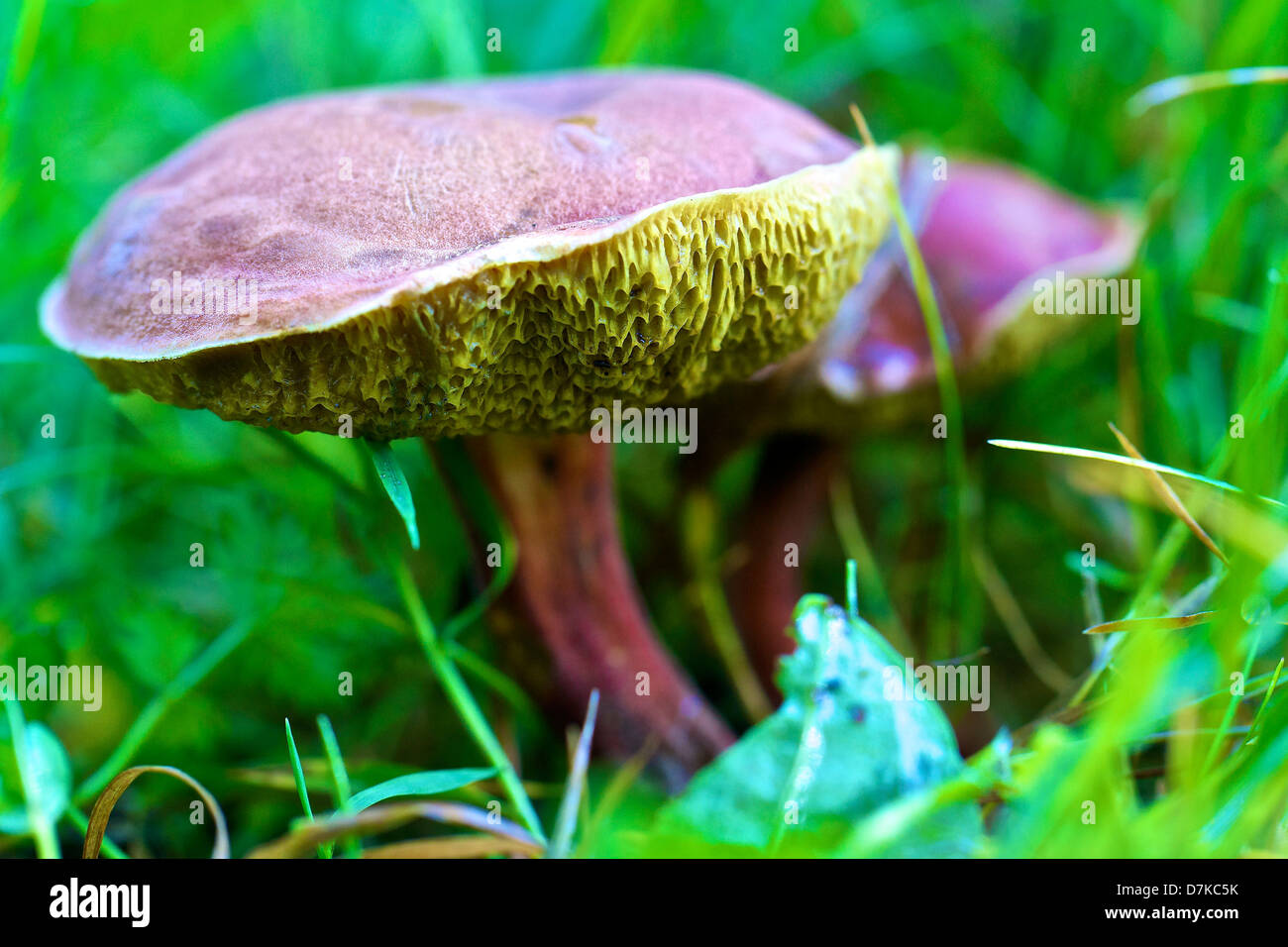 Germany, Hesse, Mushroom Stock Photo