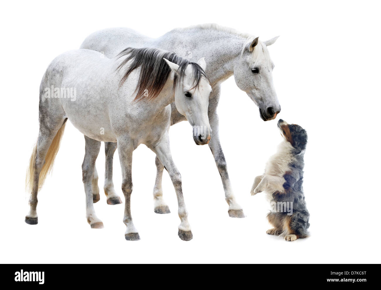 two camargues horses and australian sheepdog in front of white background Stock Photo