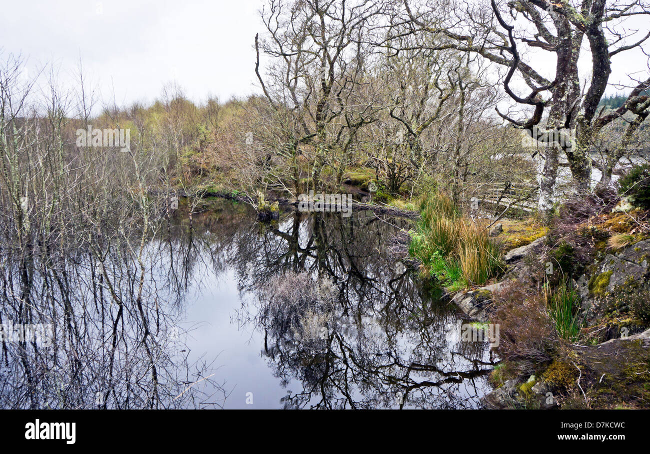 Dam built by beavers in Knapdale Forest Argyll by Loch Coille Bharr (right) damming Dubh Loch (right) Stock Photo