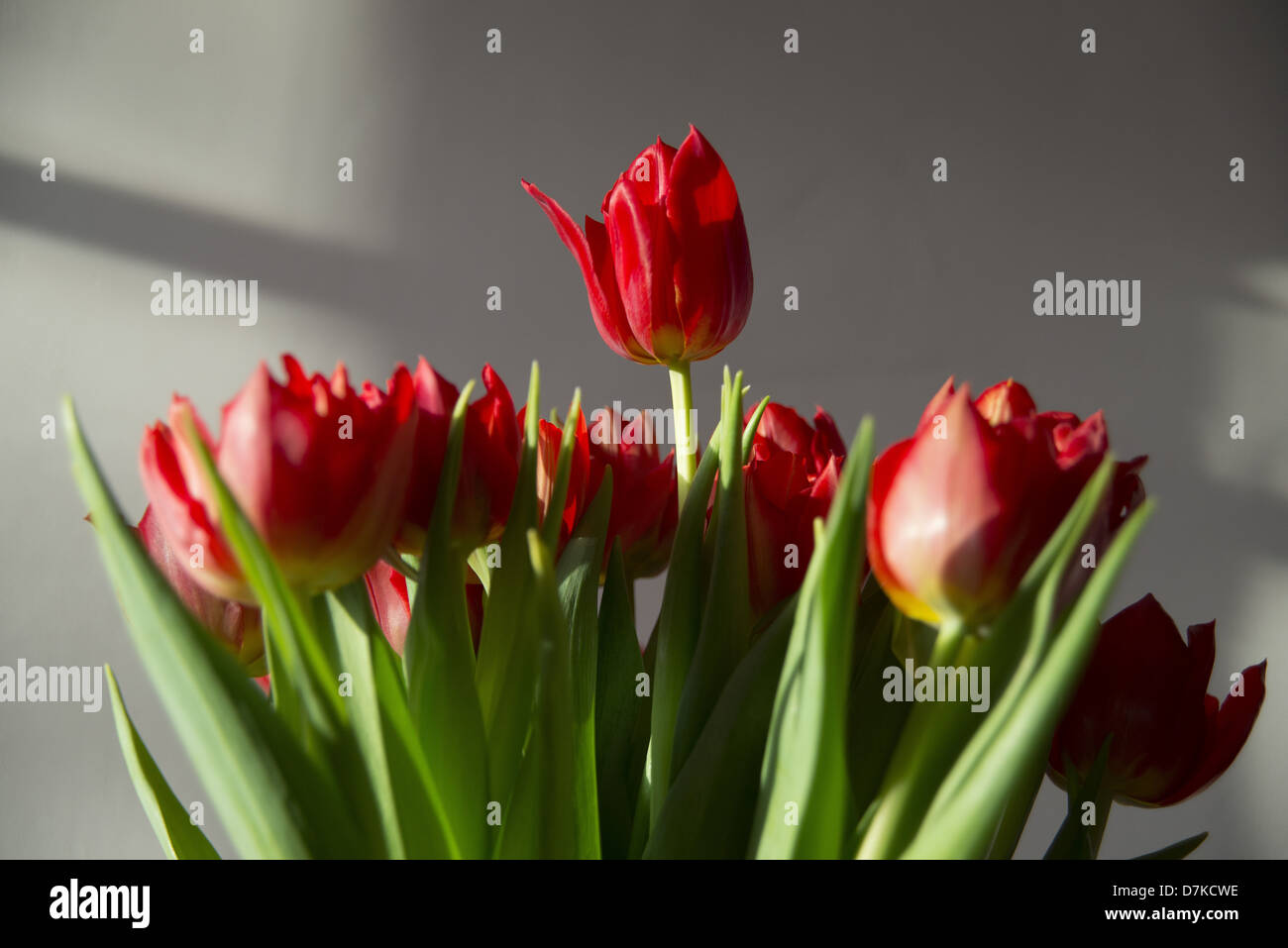 bouquet de tulipes rouges bouquet of red tulips Stock Photo - Alamy