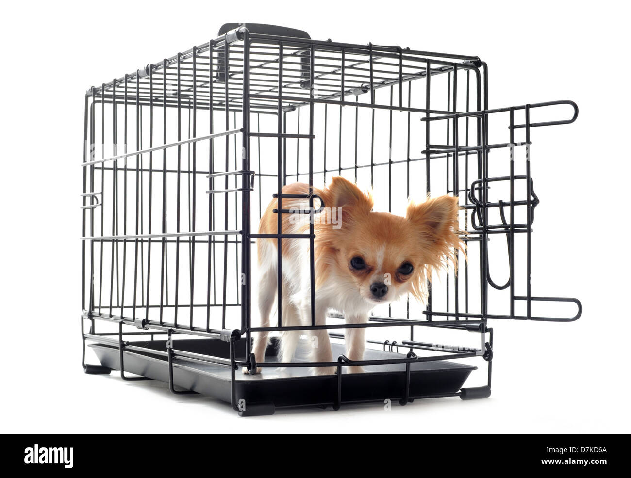 chihuahua closed inside pet carrier isolated on white background Stock Photo