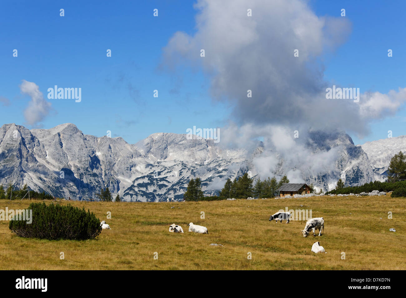 Austria, Upper Austria, Cows grazing grass at Totes Gebirge Mountains Stock Photo