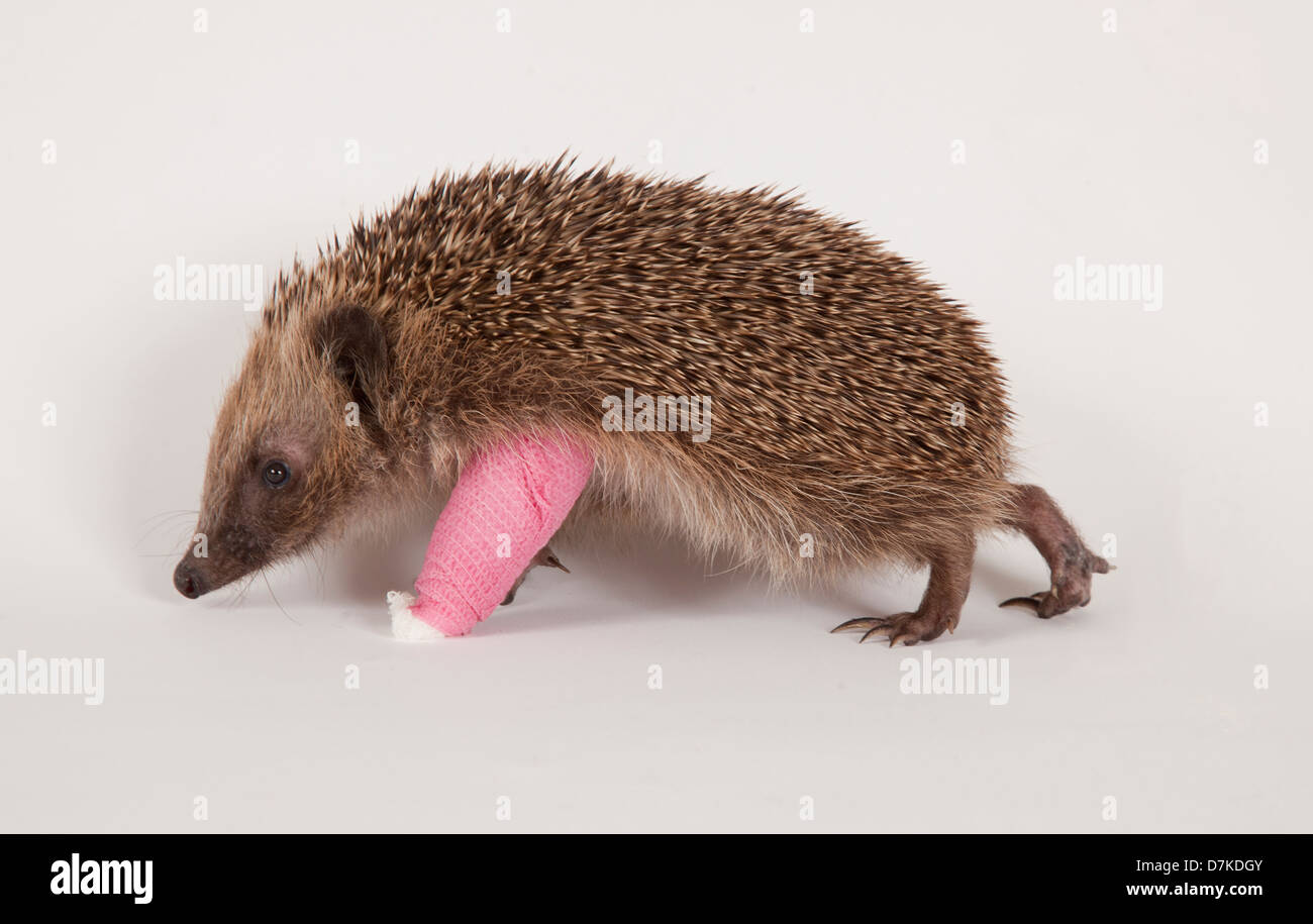 European Hedgehog with bandage on broken leg Stock Photo