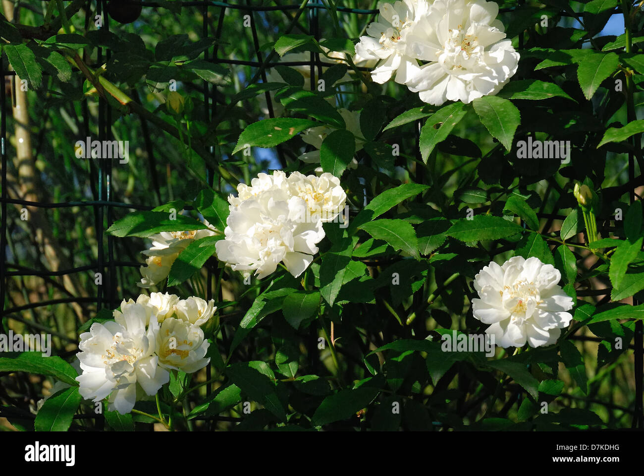 Rosa banksiae alba plena old hi-res stock photography and images - Alamy