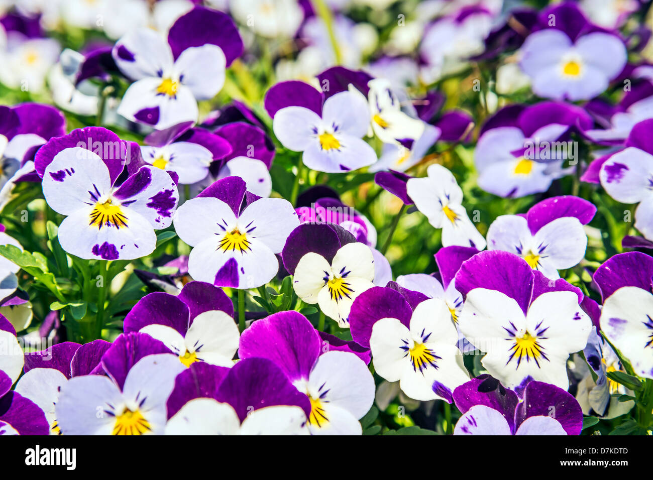 Viola altaica in garden in sunny spring Stock Photo