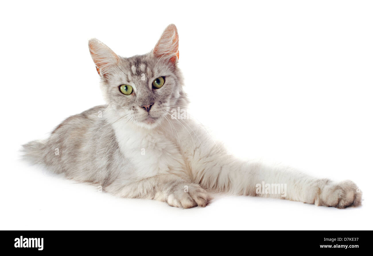 portrait of a purebred maine coon cat on a white background Stock Photo ...