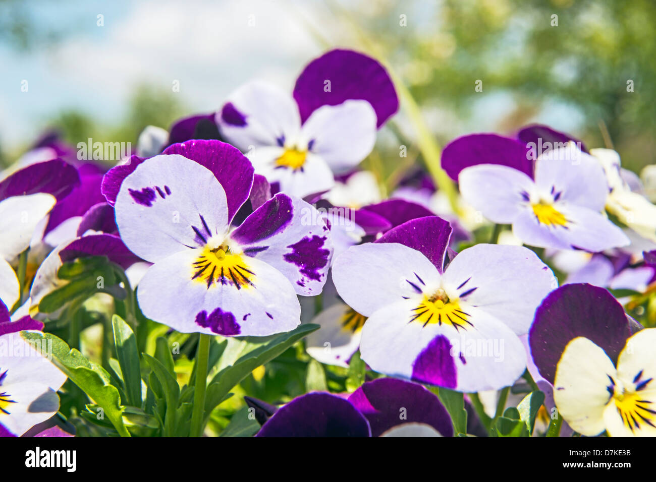 Viola altaica in garden in spring Stock Photo