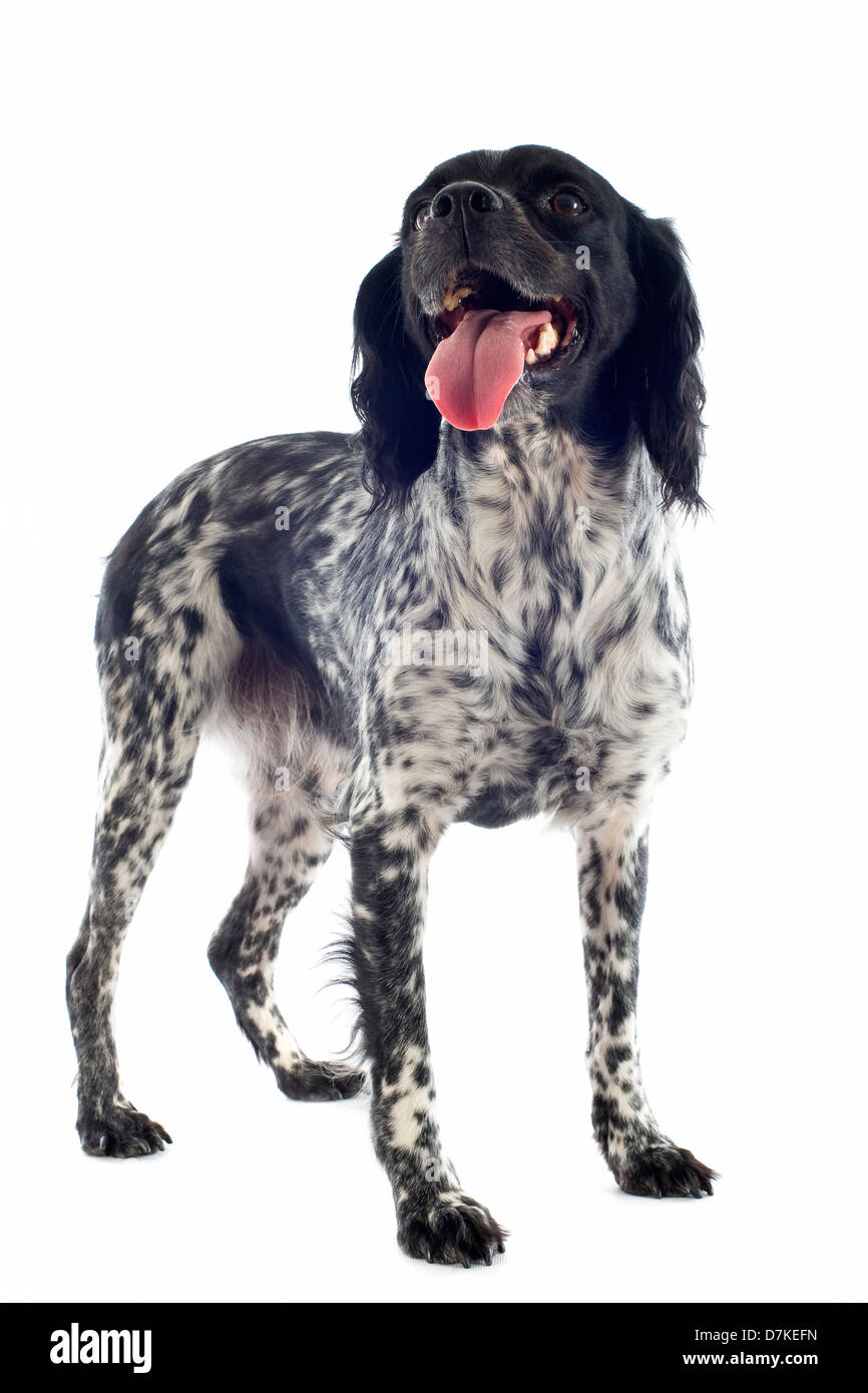 portrait of a brittany spaniel in front of white background Stock Photo ...