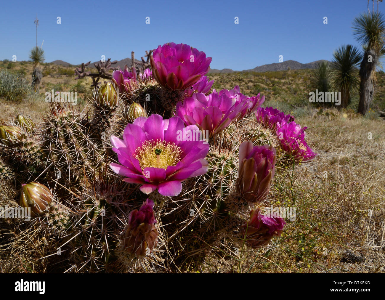 Hedgehog cactus bloom in the Black Hills area in the Sonoran Desert west of Oracle, Arizona, USA. Stock Photo