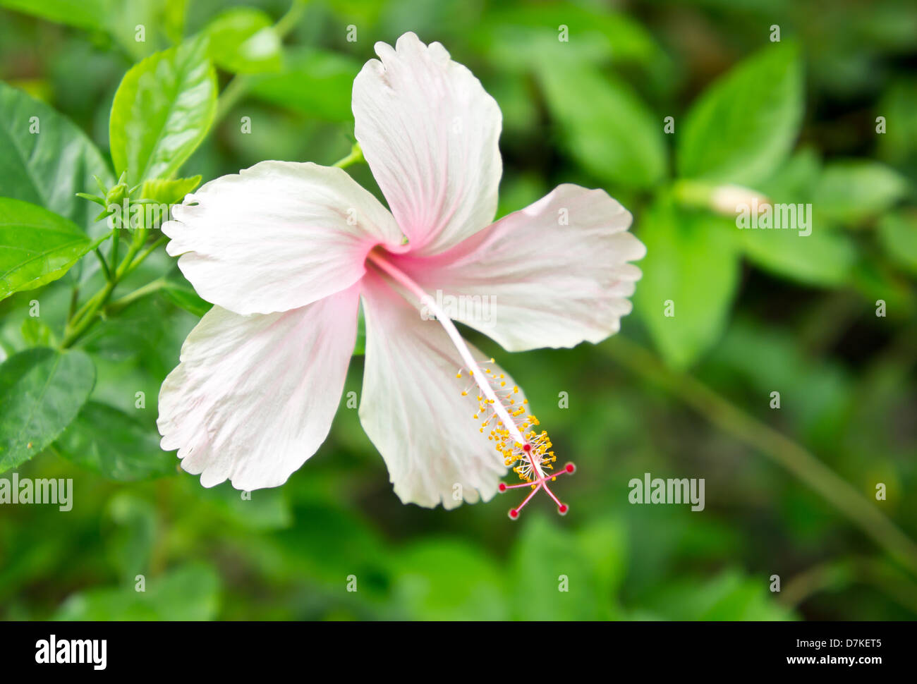Pink hibiscus flower hi-res stock photography and images - Alamy
