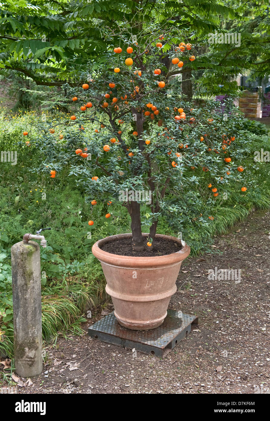 A chinotto tree (citrus myrtifolia) in the Botanic Gardens (Orto Botanico di Firenze), Florence, Italy Stock Photo