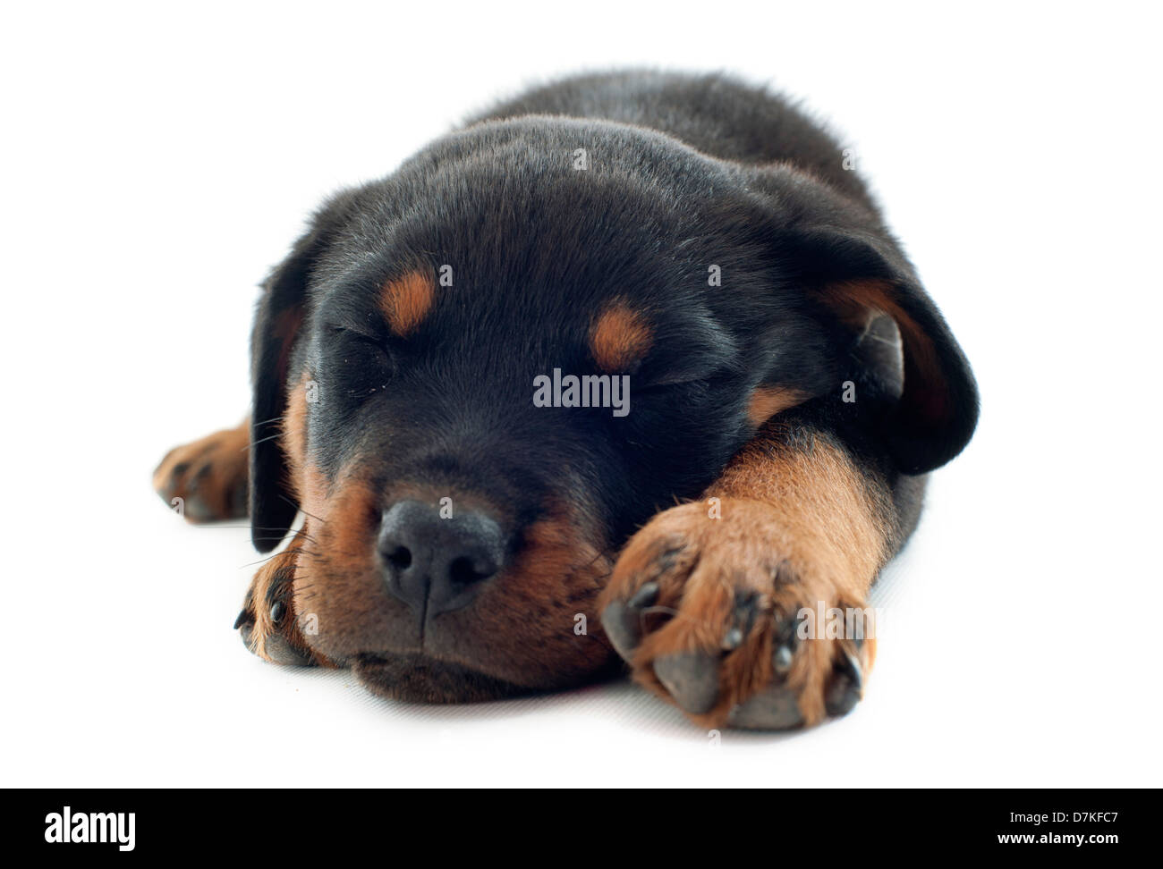 portrait of a sleeping puppy rottweiler in front of white background Stock Photo