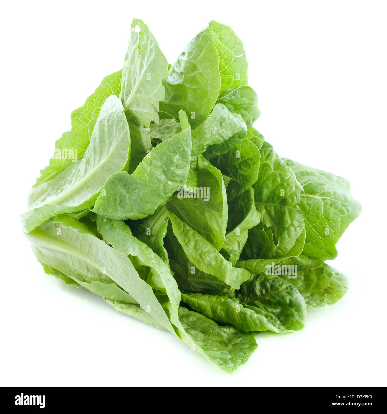 Romaine lettuce in front of white background Stock Photo
