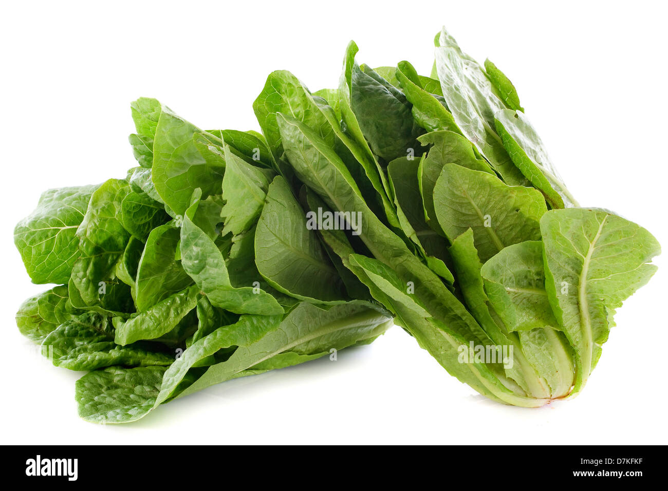 Romaine lettuces in front of white background Stock Photo