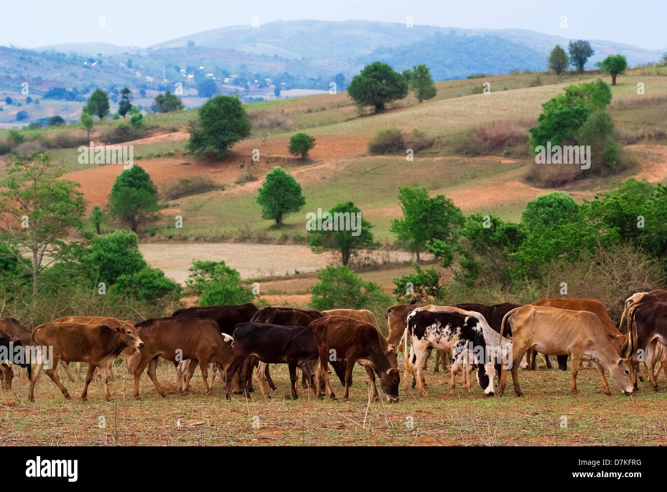 A group of cows feed themselves in the field Stock Photo Alamy