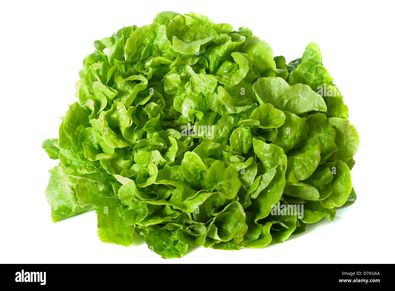 green Lactuca quercina in front of white background Stock Photo