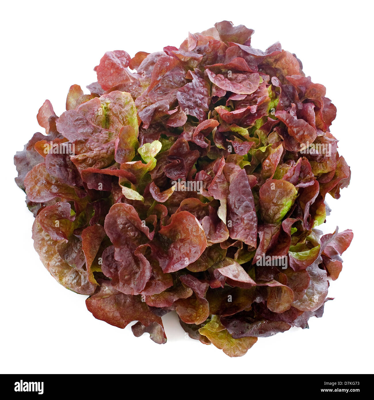 red Lactuca quercina in front of white background Stock Photo