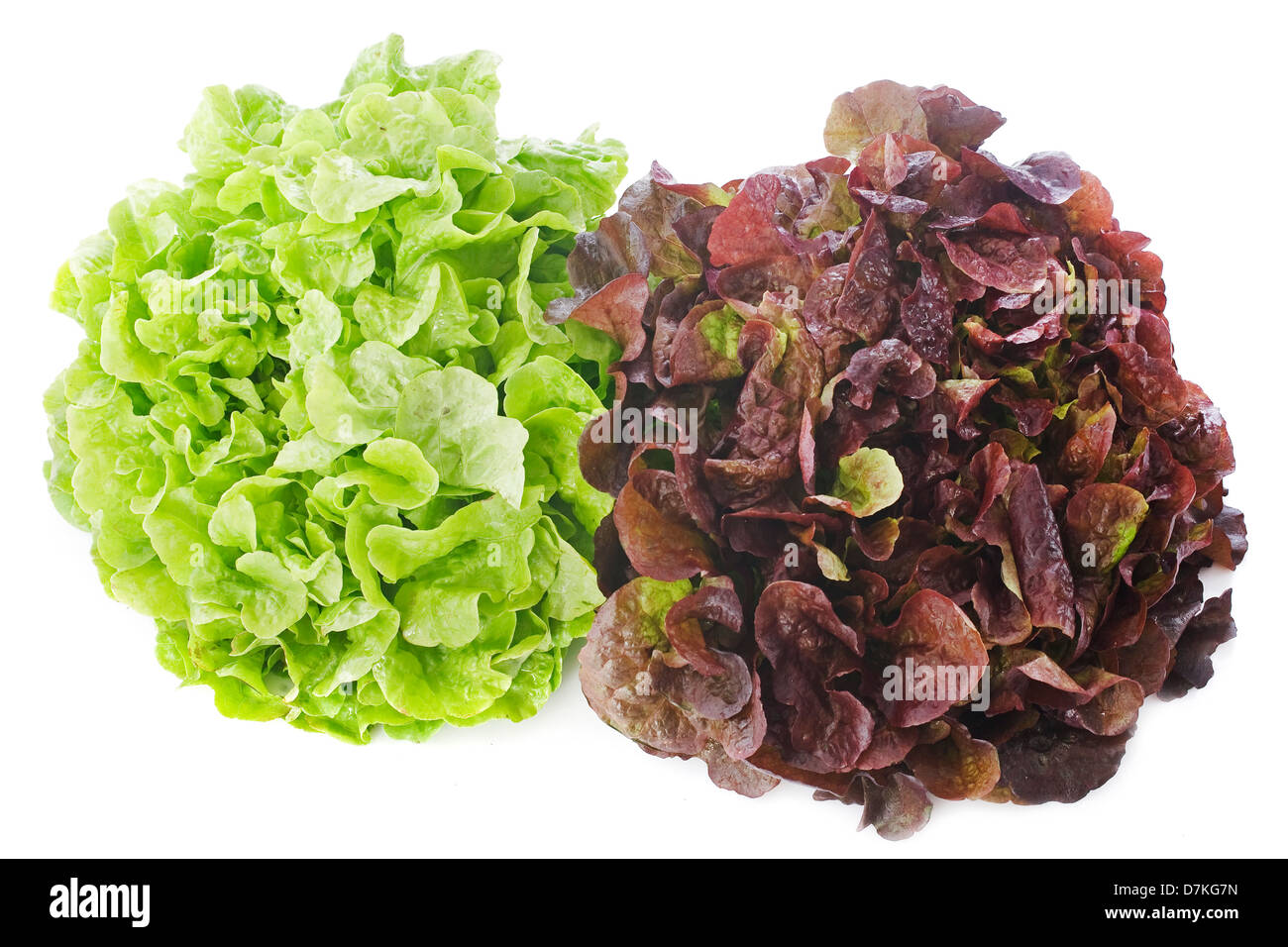 red and green Lactuca quercina in front of white background Stock Photo