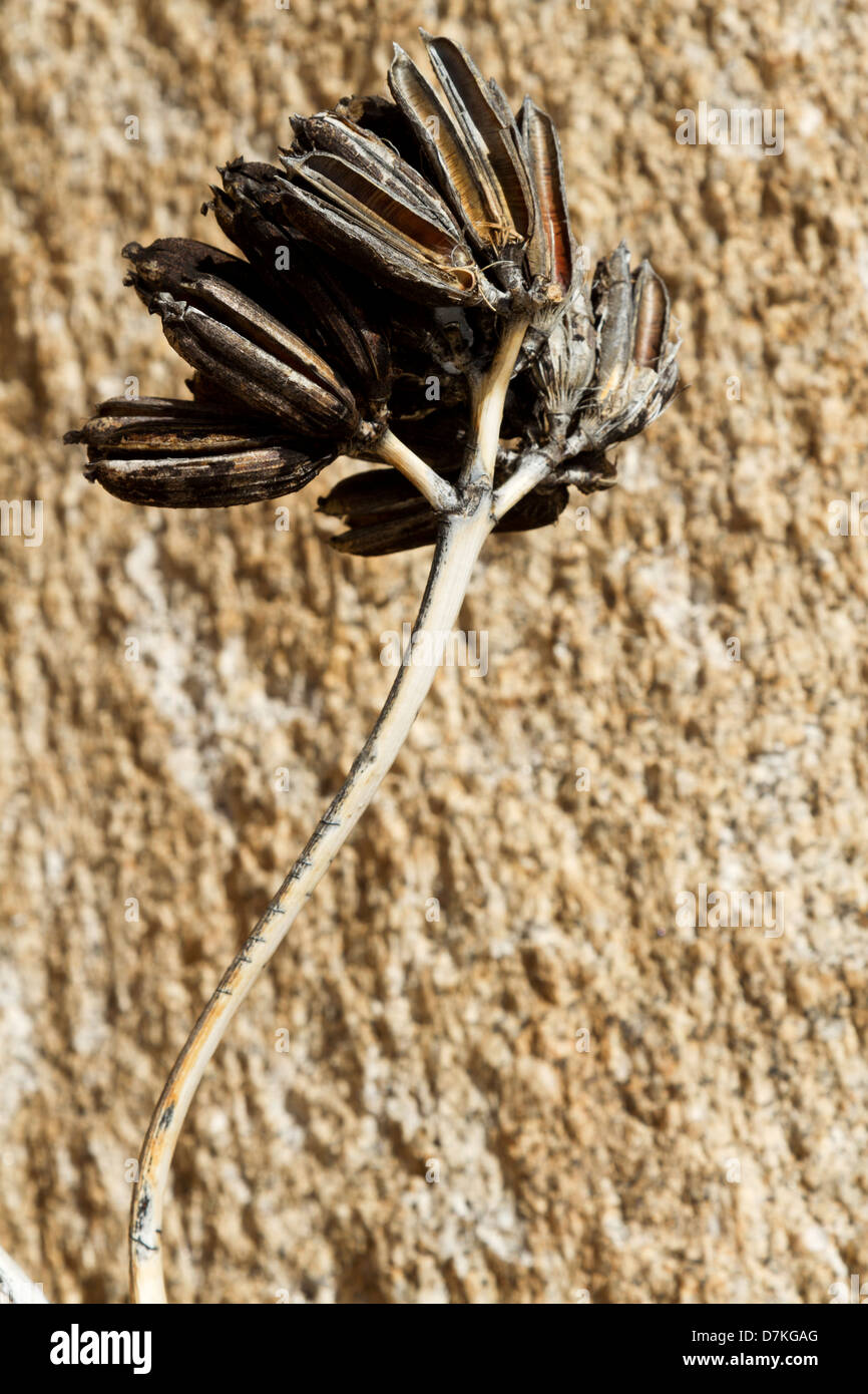 sunflower seed to plant Renee's Garden Edible Sunflowers Snack Seed Seeds