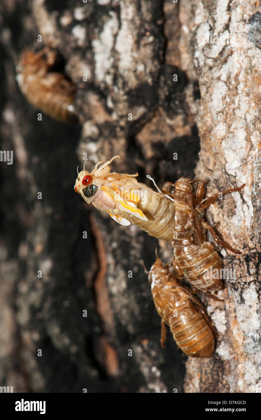 Emerging adult in emergence in May 2012 of 'Brood I' of 17-year cicadas (Magicicada) in Rockbridge County, Virginia. Stock Photo