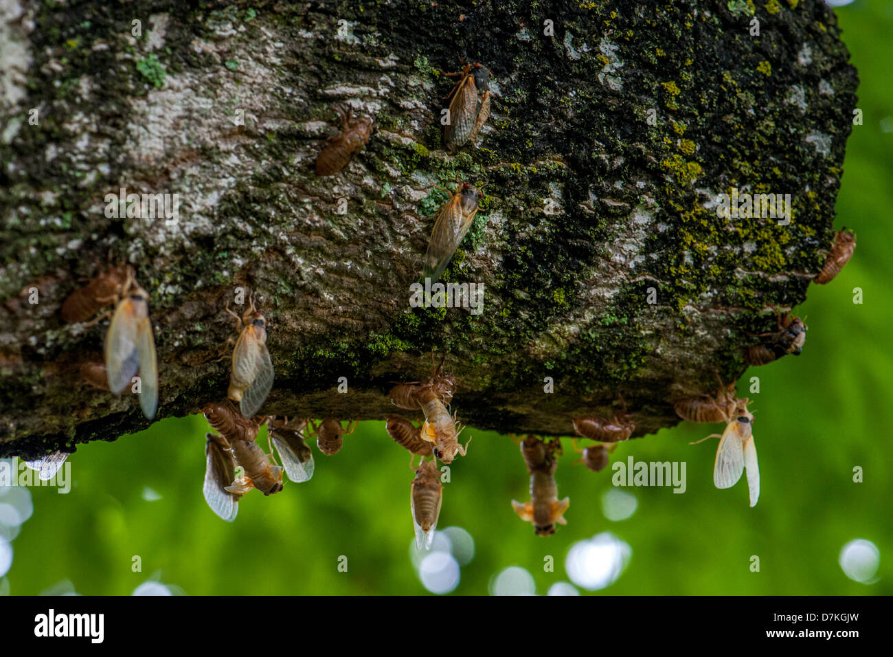 Emergence in May 2012 of 'Brood I' of 17-year cicadas (Magicicada) in Rockbridge County, Virginia. Stock Photo