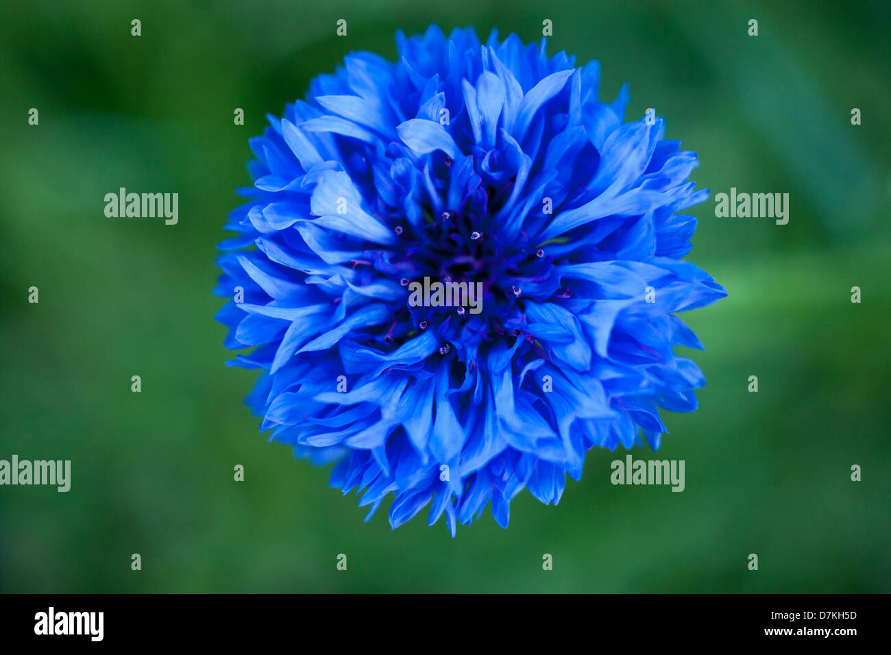 Germany, Bluebottle flower, close up Stock Photo