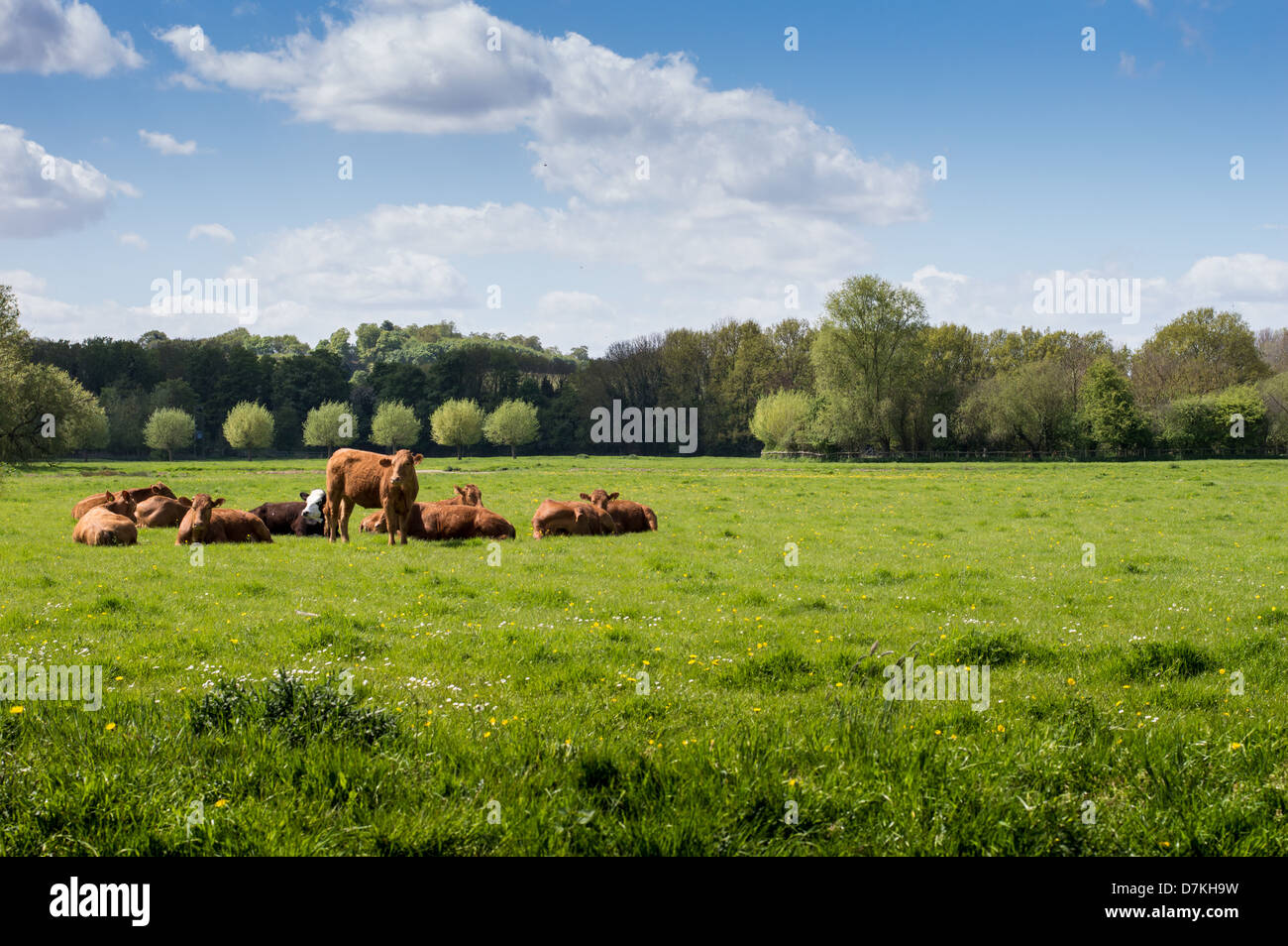 A number of brown dairy cows sat in a large green field of grass. Stock Photo
