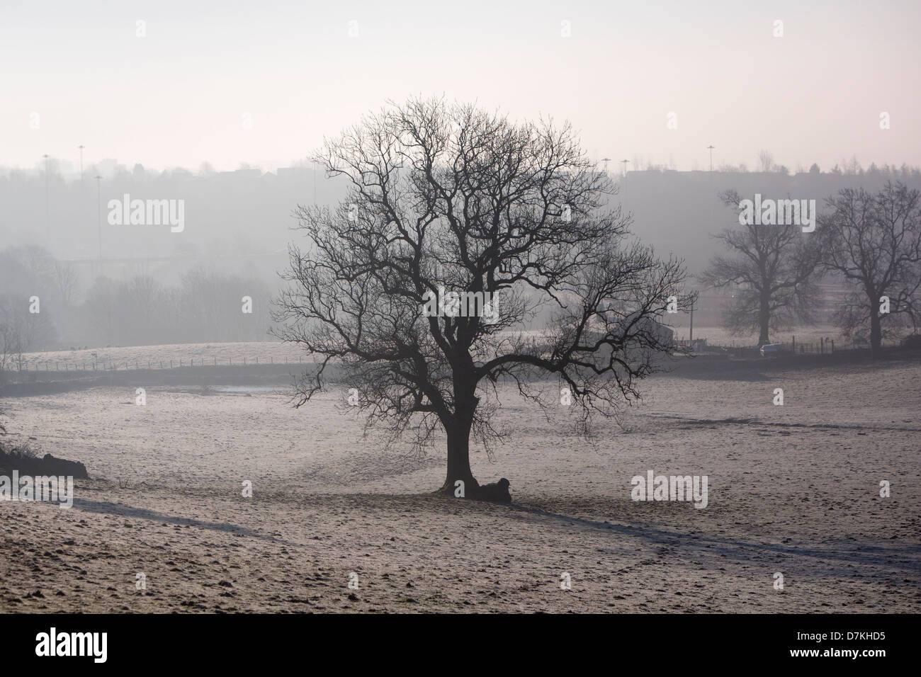 A tree in field on a misty and frosty day on the Kilpatrick Hills in Scotland Stock Photo