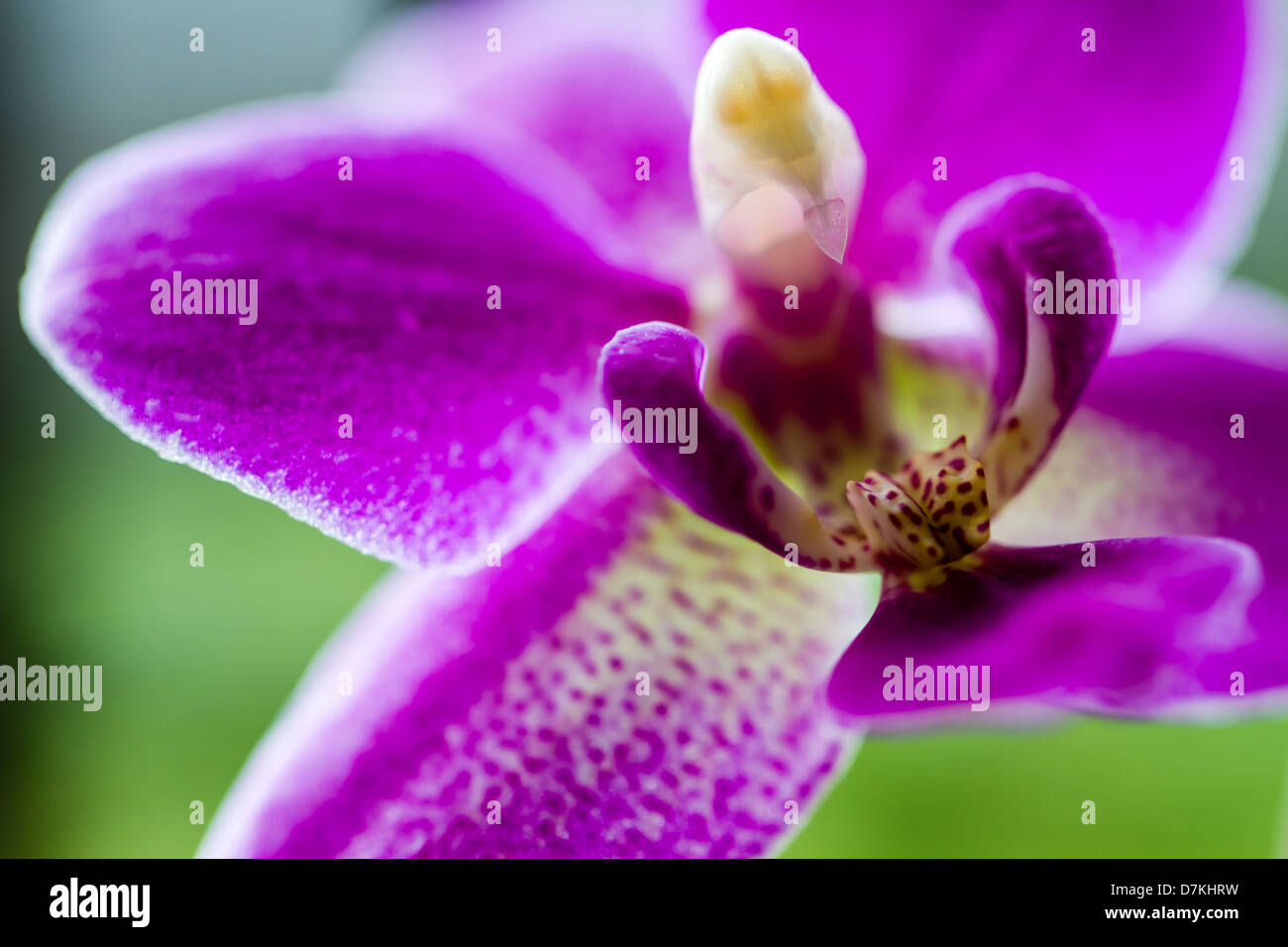 Multiple orchids hires stock photography and images Alamy