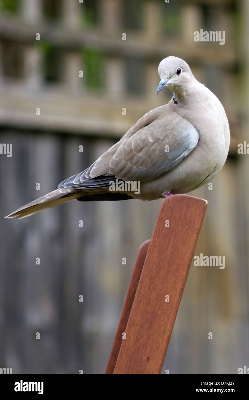 A collared dove sitting on a garden chair Stock Photo Alamy