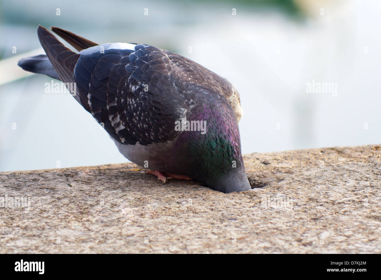 Pigeon hole hires stock photography and images Alamy