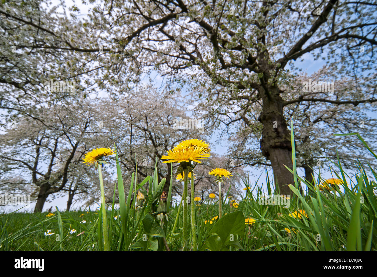 Tree In Dandelion Flowers High Resolution Stock Photography and Images ...
