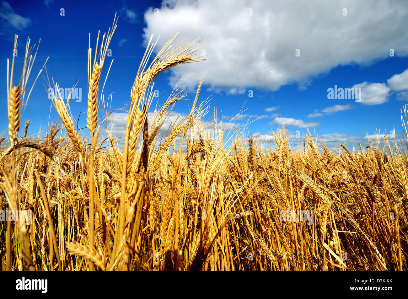 A wheat field ready for harvest Stock Photo - Alamy