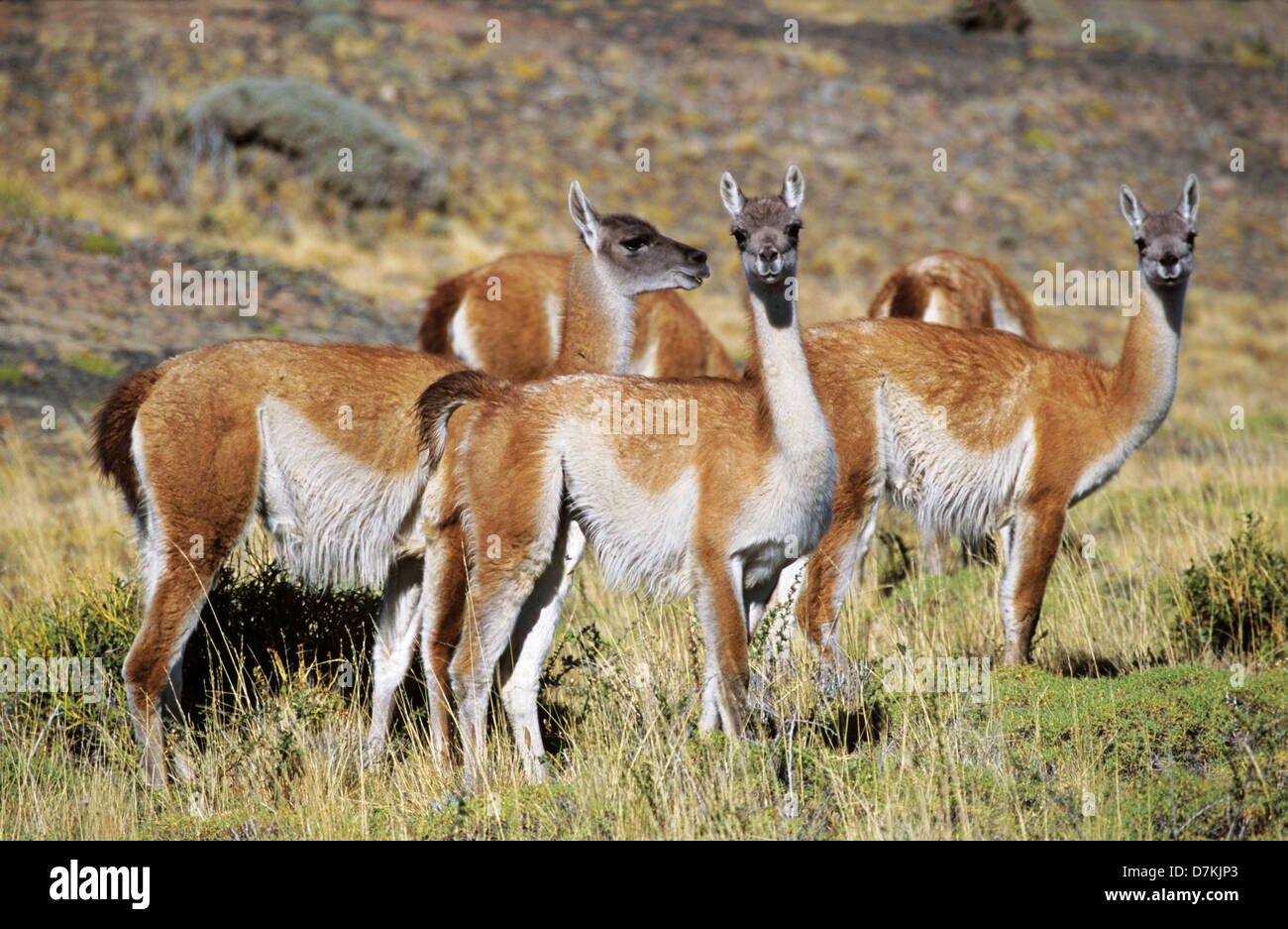 Guanaco (Lama guanicoe) herd in the Patagonian steppe, Chile. Stock Photo