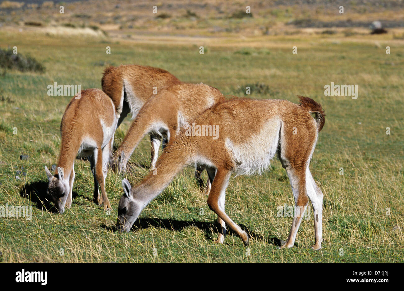 Guanaco (Lama guanicoe) herd in the Patagonian steppe, Chile. Stock Photo