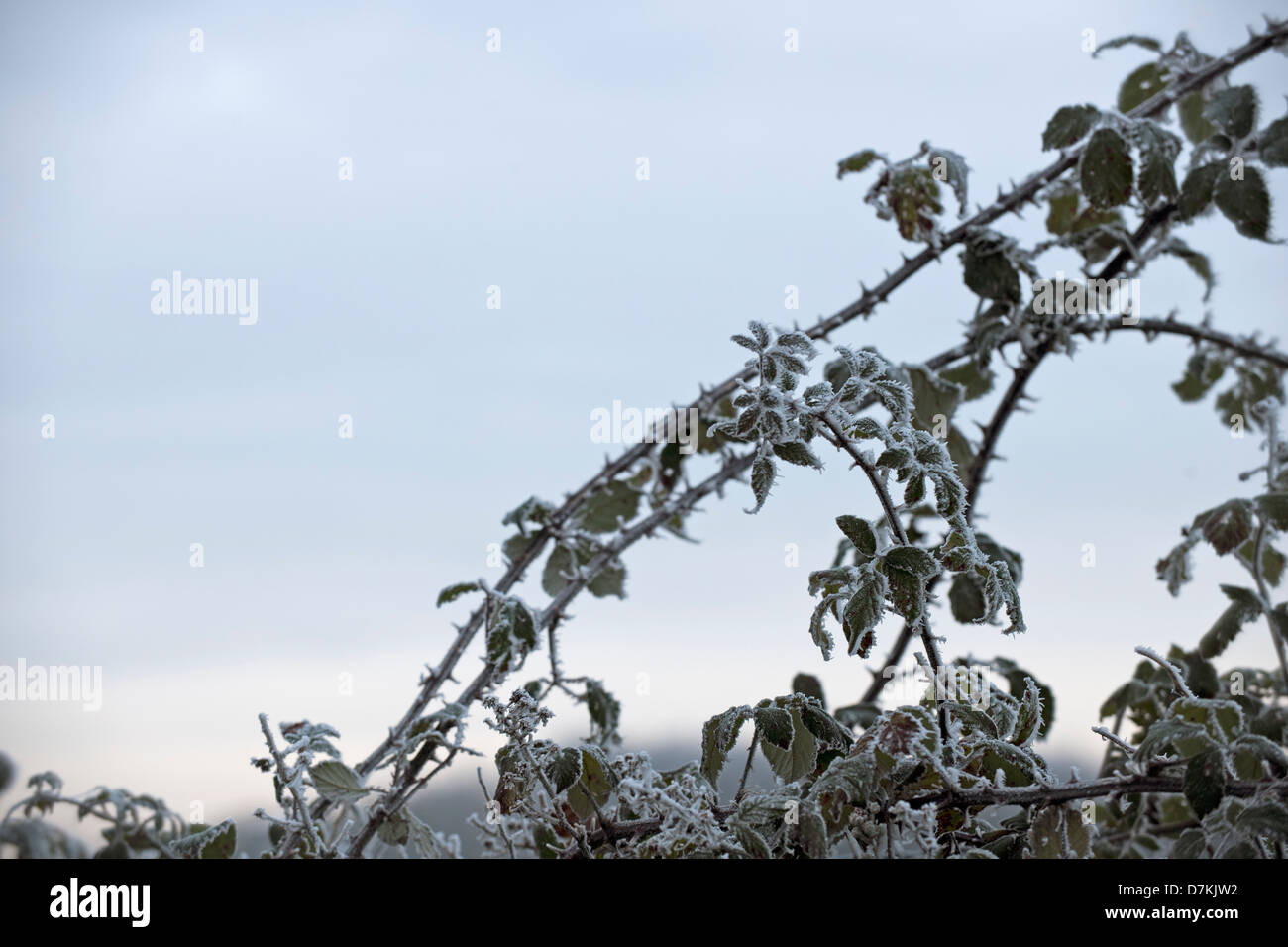 brambles in winter frost Stock Photo
