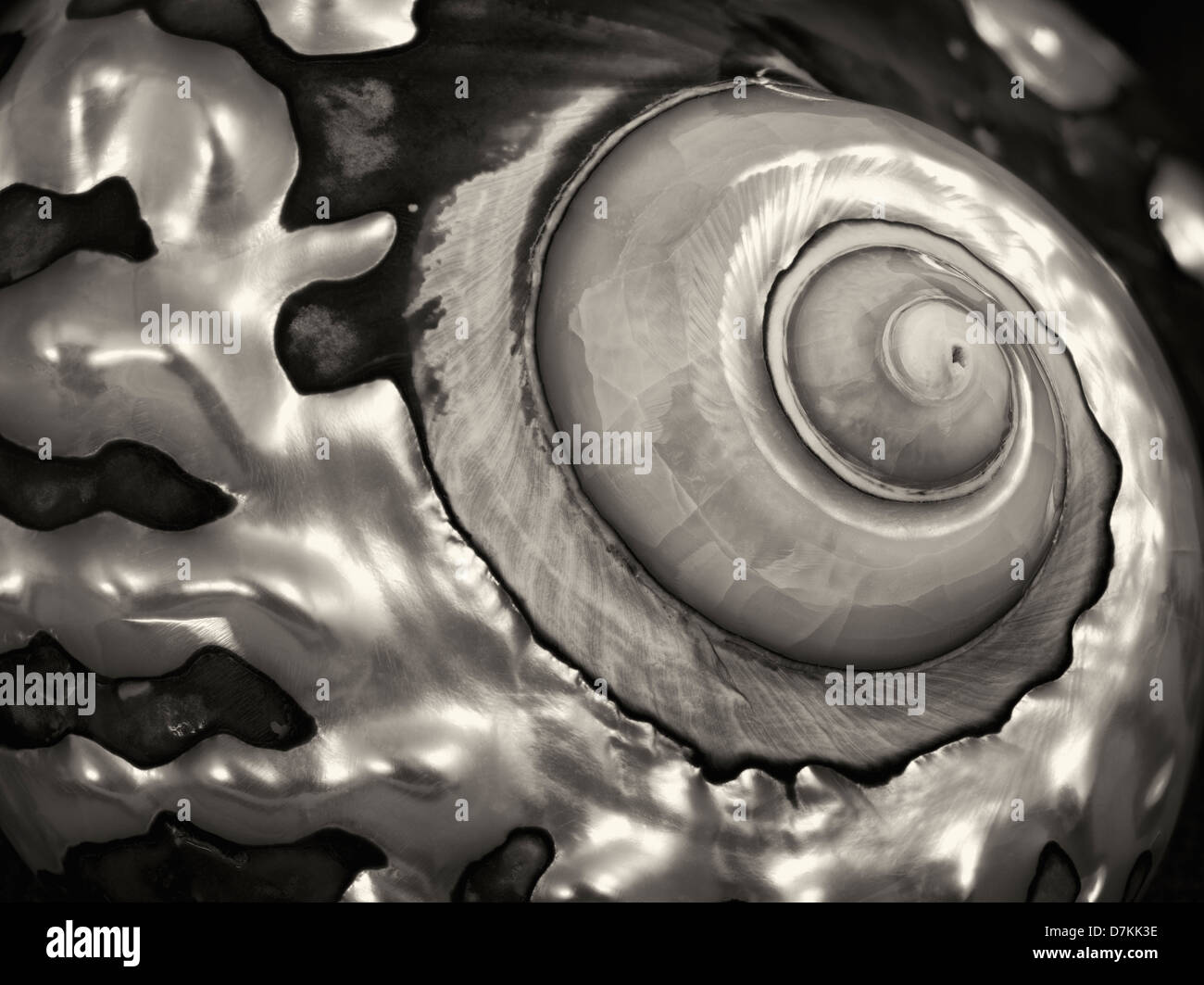 Close up of Turbo Semanticus sea shell. Stock Photo