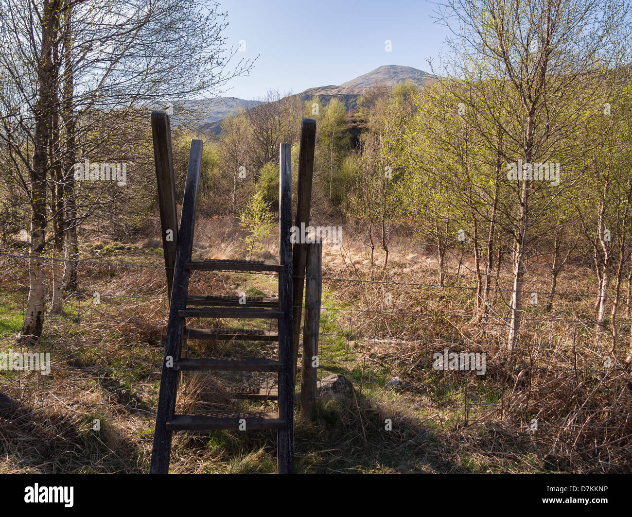 Ladder stile over a fence on a path through a woodland plantation in Nant Gwynant valley, Snowdonia, Gwynedd, North Wales, UK Stock Photo