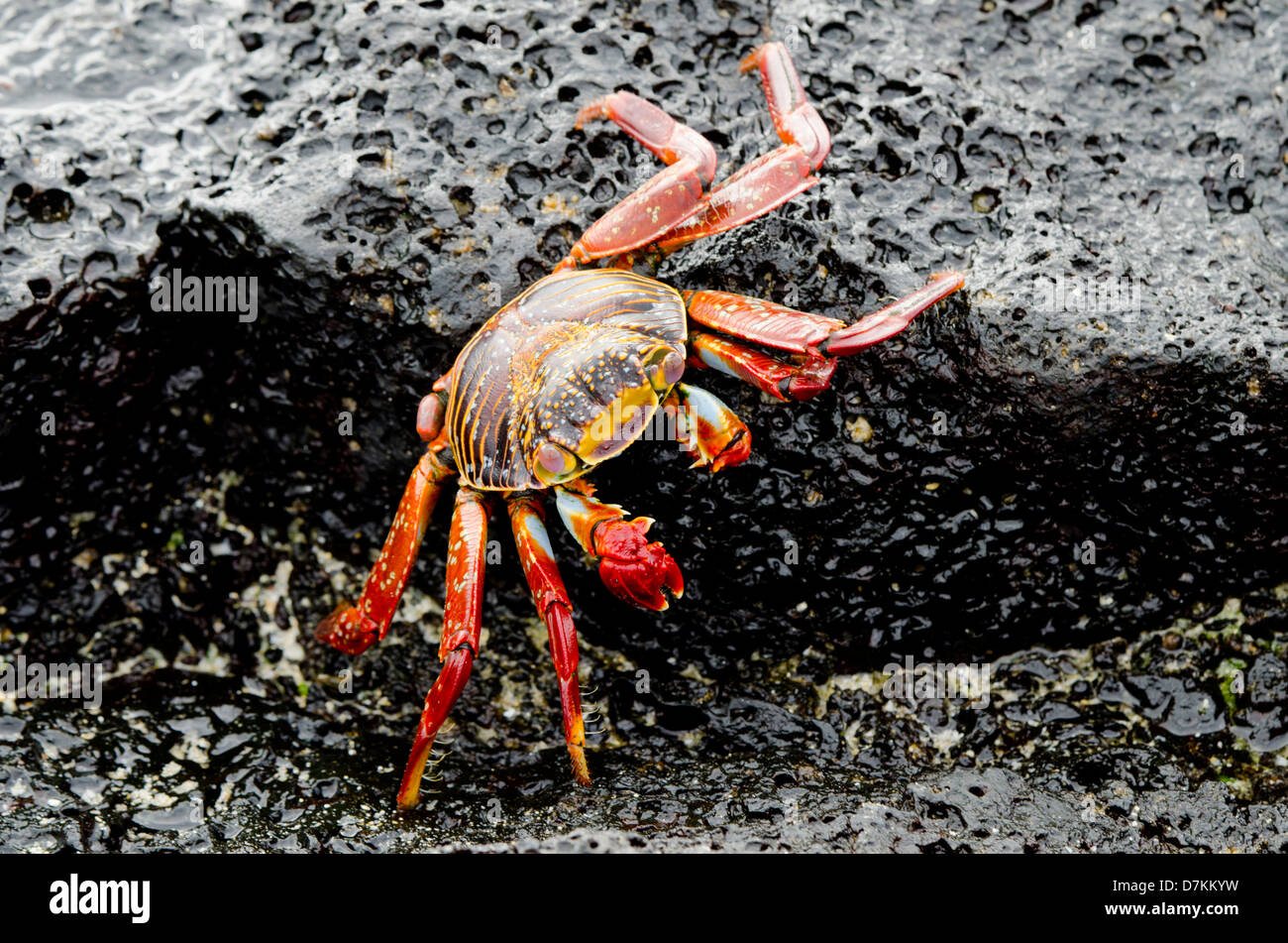 Ecuador, Galapagos, Floreana, Punta Cormoran. Colorful Sally lightfoot crab (Wild: Grapsus grapsus) on lava rock. Stock Photo