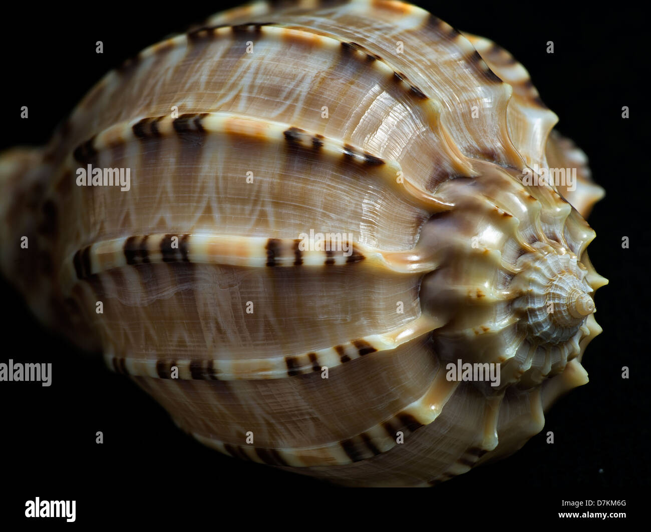 Close up of Harpa Major sea shell. Stock Photo