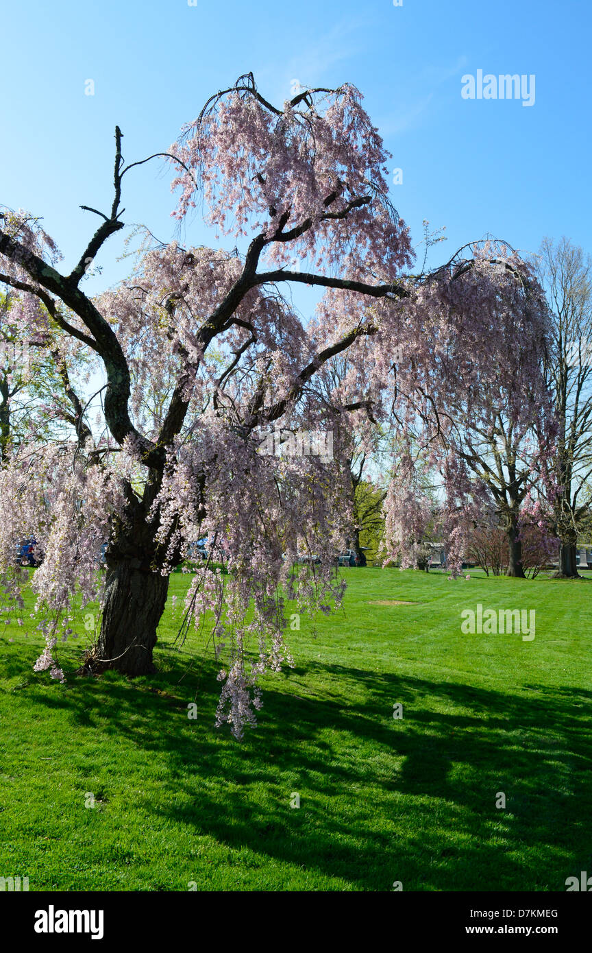 Weeping Willow Tree In Japan Background, Cherry Blossoms Weeping Cherry  Tree, Hd Photography Photo, Water Background Image And Wallpaper for Free  Download