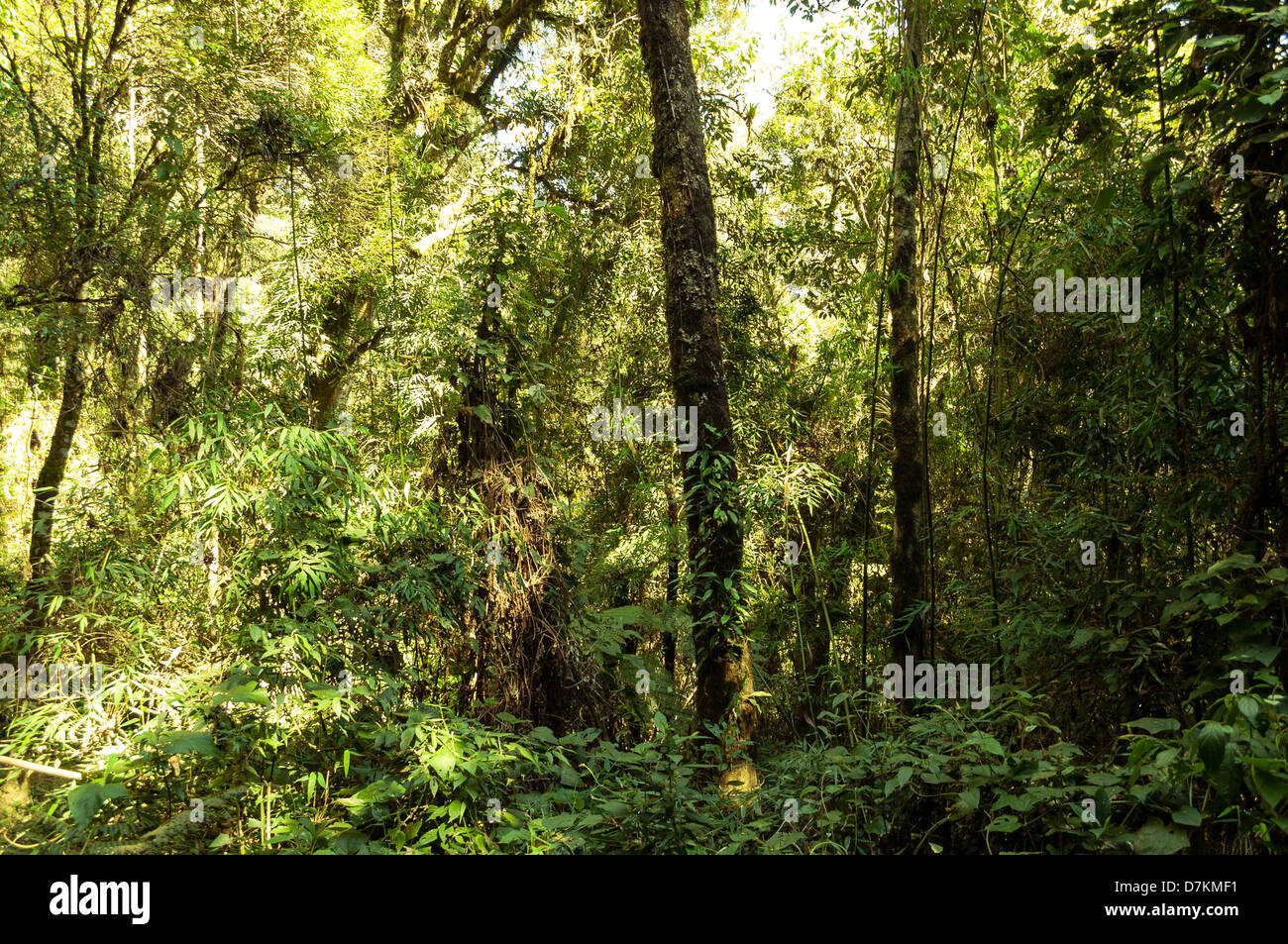 Beautiful green forest Stock Photo - Alamy