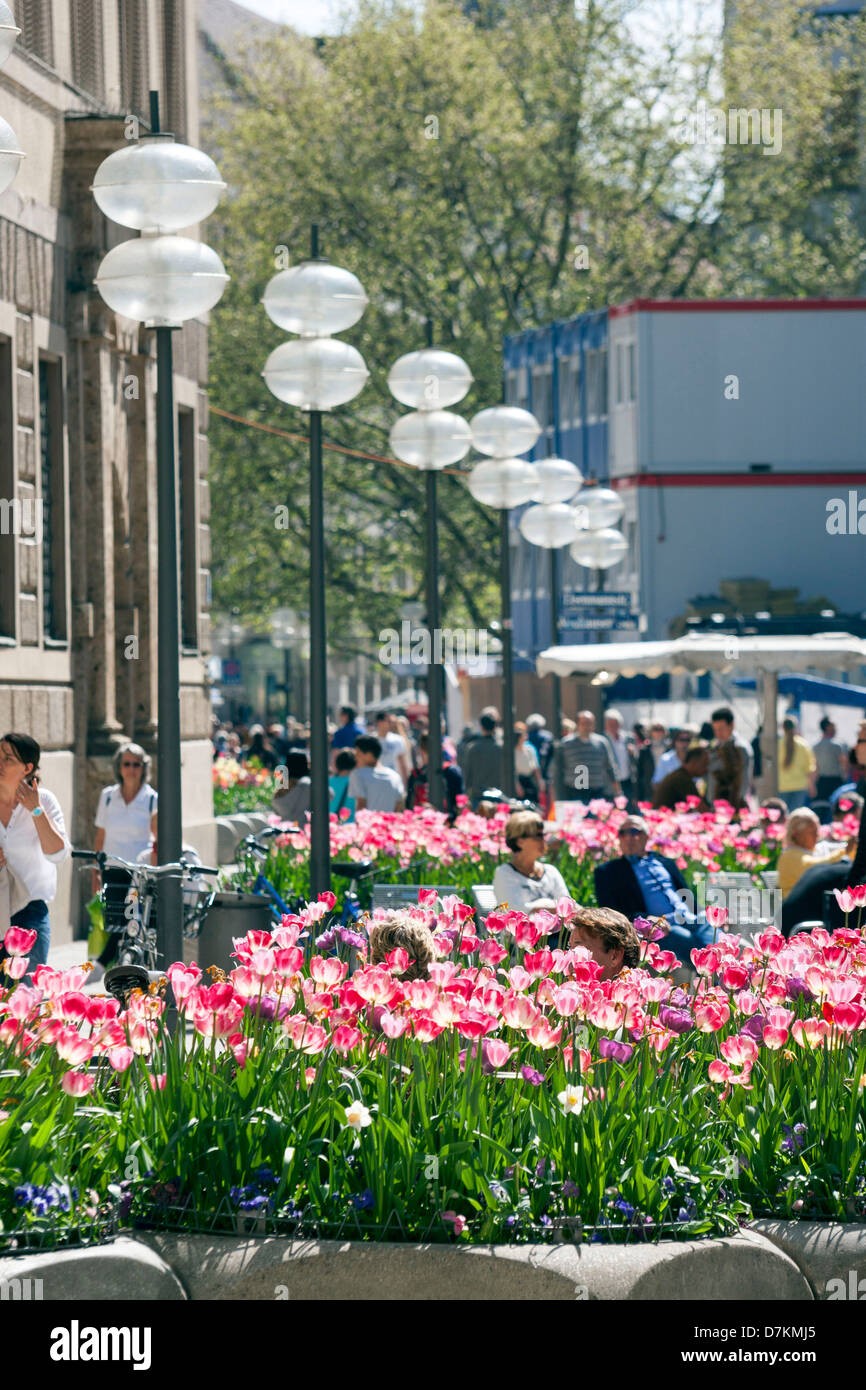 Spring Tulip flowers in pedestrian area, Neuhauser Strasse, Munich ...