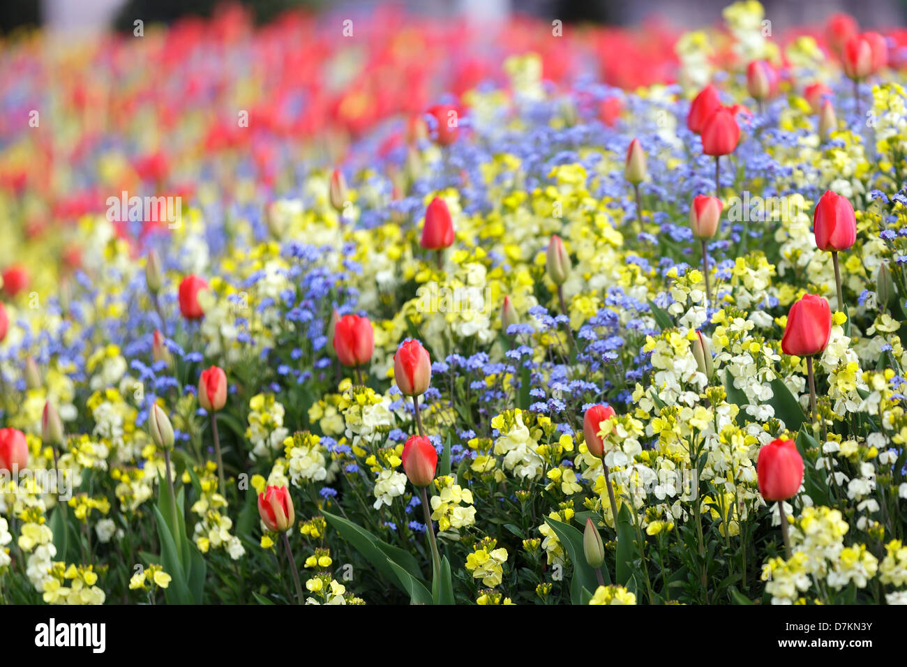 Colorful flowerbed Stock Photo