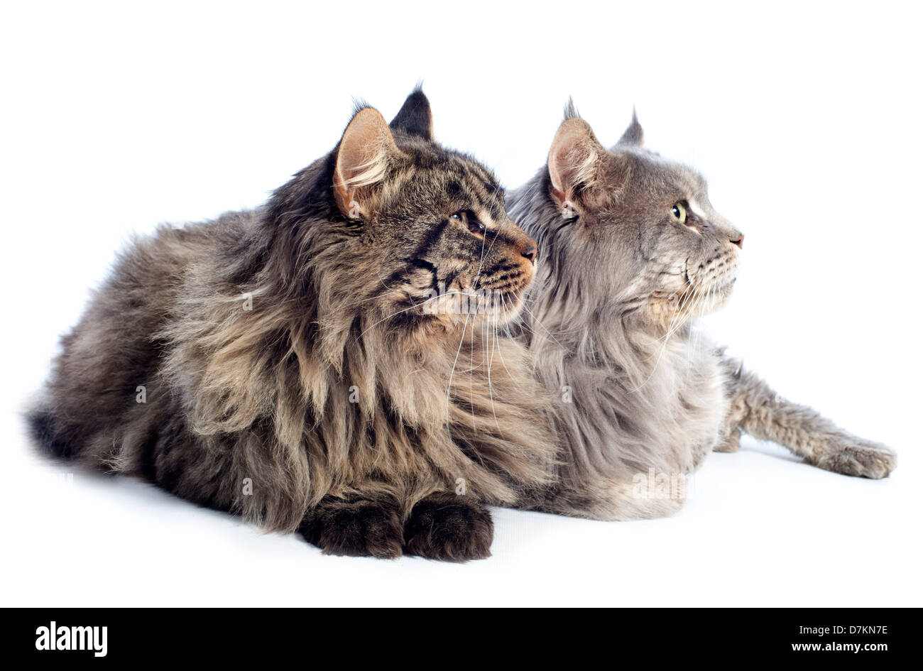 portrait of a purebred maine coon cats on a white background Stock